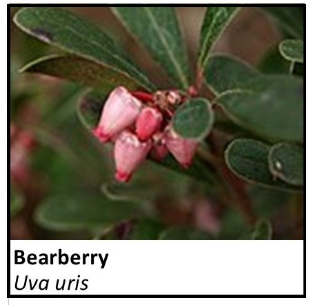 Organic Farmacopia: Uva ursi