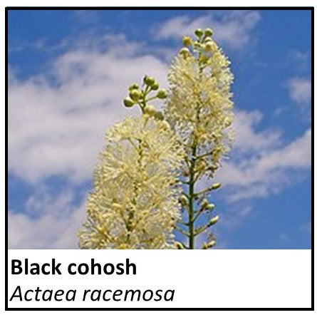 Organic Farmacopia: Black Cohosh