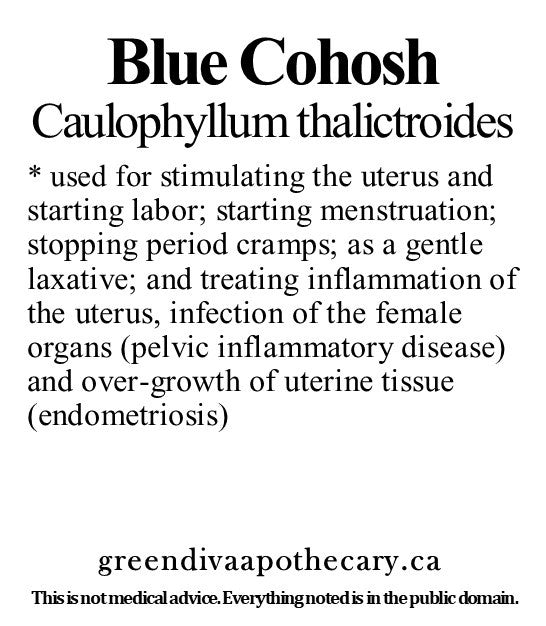 Organic Farmacopia: Blue Cohosh