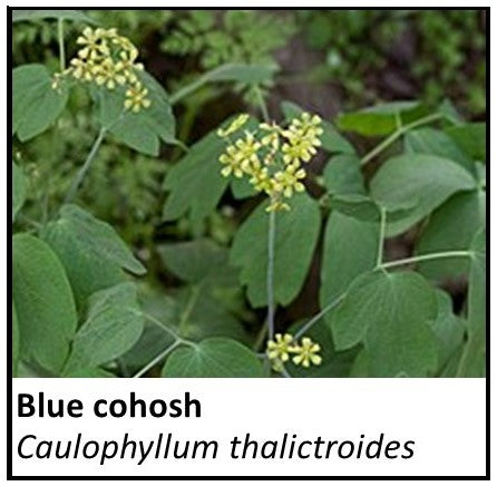 Organic Farmacopia: Blue Cohosh