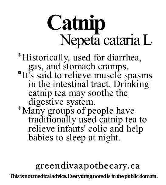 Organic Farmacopia: Catnip