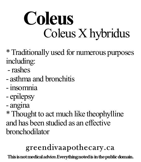 Organic Farmacopia: Coleus