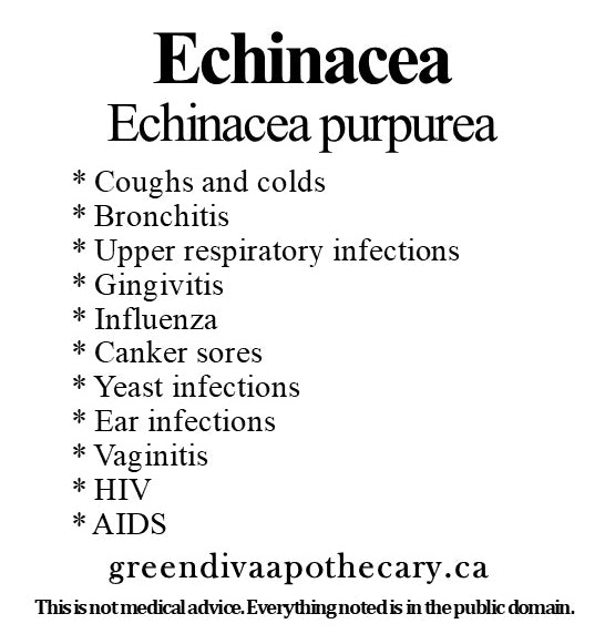 Organic Farmacopia: Echinacea