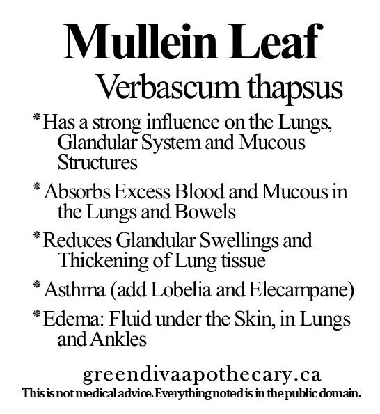 Organic Farmacopia: Mullien leaf