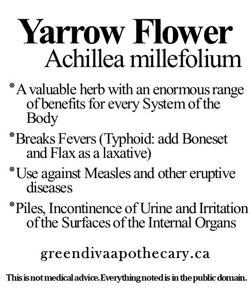 Organic Farmacopia: Yarrow