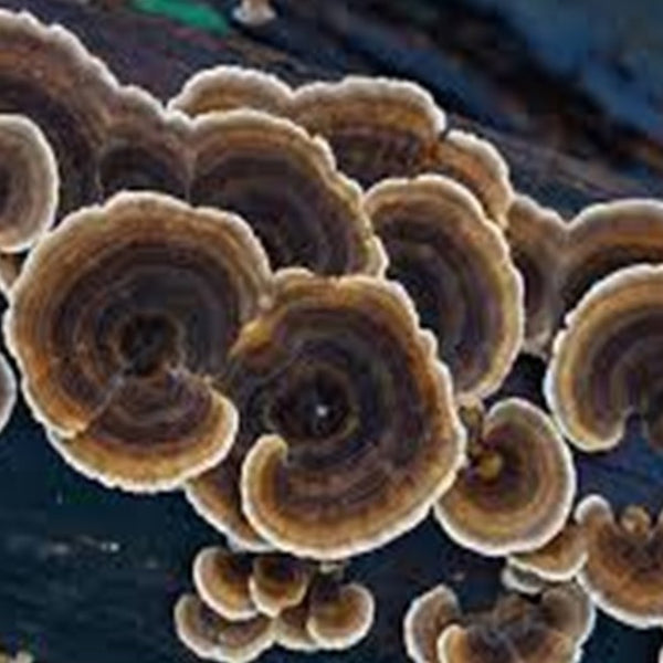 A Quick Look at Mushrooms