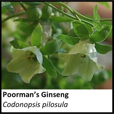 Organic Farmacopia: Ginseng-Poorman's