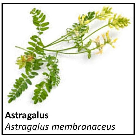 Organic Farmacopia: Astragalus root