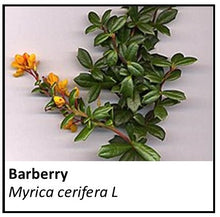 Load image into Gallery viewer, Organic Farmacopia: Barberry
