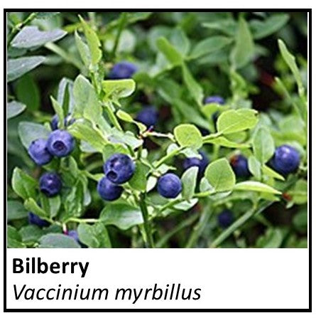 Organic Farmacopia: Billberry