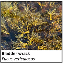 Load image into Gallery viewer, Organic Farmacopia: Bladder wrack
