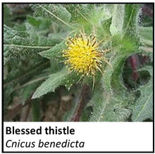 Load image into Gallery viewer, Organic Farmacopia: Blessed thistle
