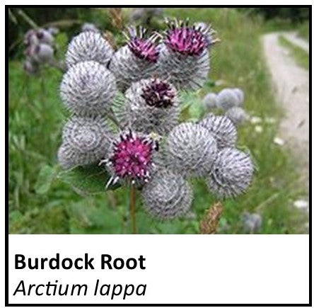 Organic Farmacopia: Burdock root