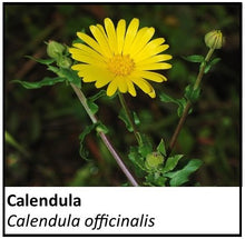 Load image into Gallery viewer, Organic Farmacopia: Calendula flower
