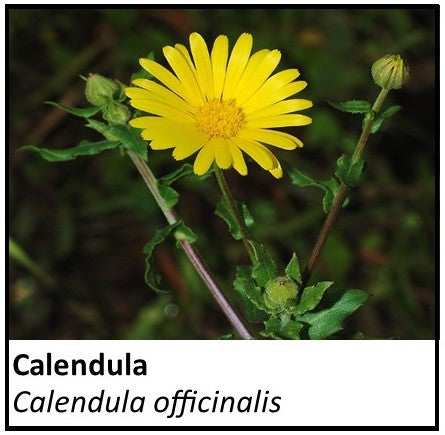 Organic Farmacopia: Calendula flower