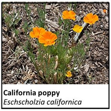 Load image into Gallery viewer, Organic Farmacopia: California Poppy
