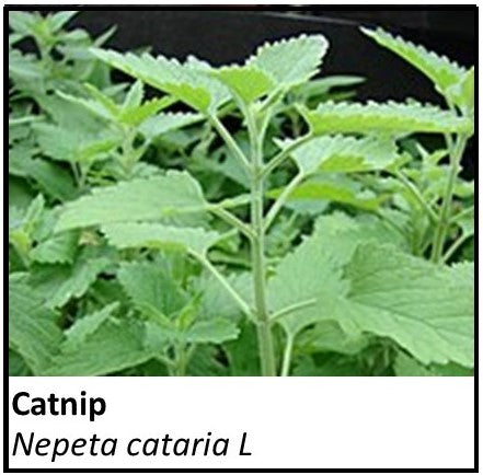 Organic Farmacopia: Catnip