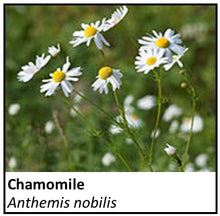 Load image into Gallery viewer, Organic Farmacopia: Chamomile flower
