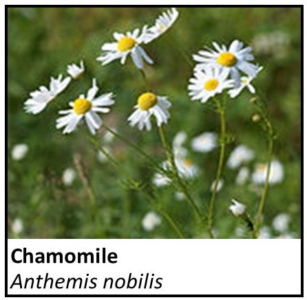 Organic Farmacopia: Chamomile flower