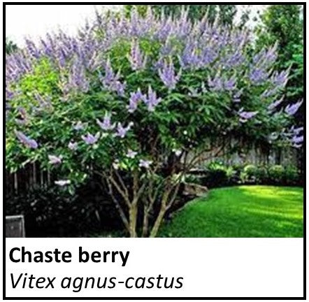 Organic Farmacopia: Chaste berry