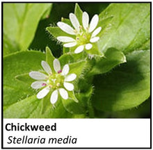 Load image into Gallery viewer, Organic Farmacopia: Chickweed
