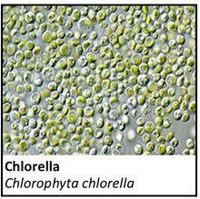 Load image into Gallery viewer, Organic Farmacopia: Chlorella
