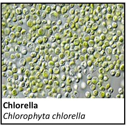 Organic Farmacopia: Chlorella