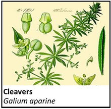 Load image into Gallery viewer, Organic Farmacopia: Cleavers
