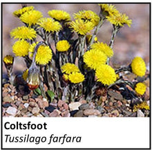 Load image into Gallery viewer, Organic Farmacopia: Coltsfoot
