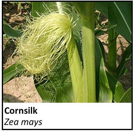 Organic Farmacopia: Cornsilk