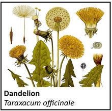 Load image into Gallery viewer, Organic Farmacopia: Dandelion root
