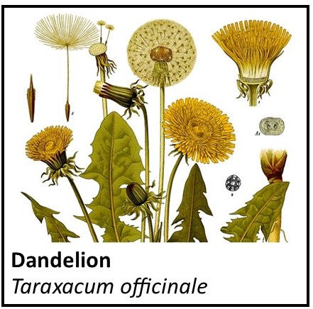 Organic Farmacopia: Dandelion root