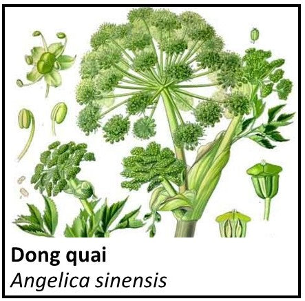 Organic Farmacopia: Dong Quai