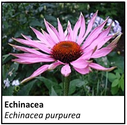 Organic Farmacopia: Echinacea
