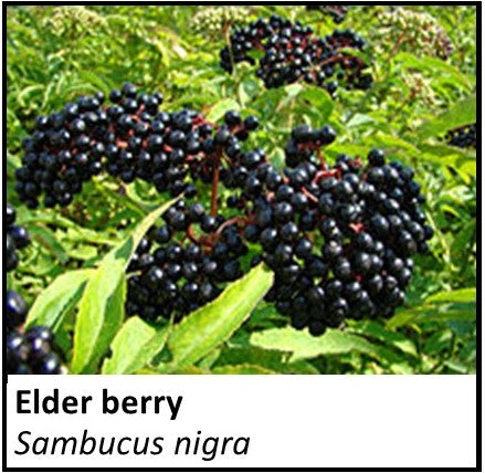 Organic Farmacopia: Elderberry