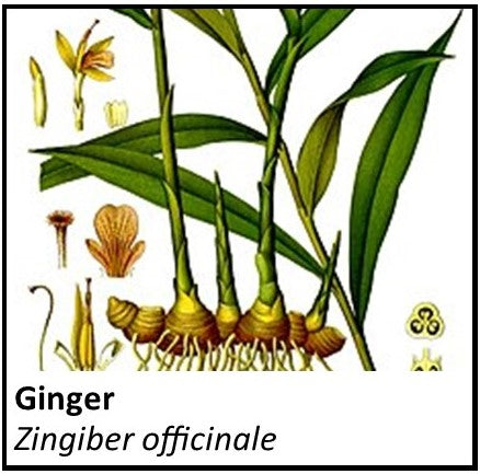 Organic Farmacopia: Ginger