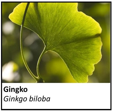 Organic Farmacopia: Ginkgo leaf
