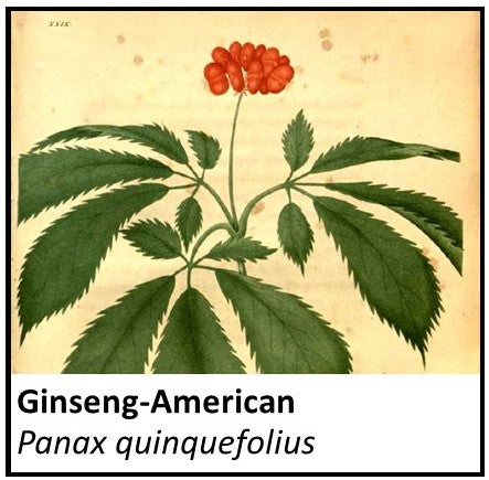 Organic Farmacopia: Ginseng-American