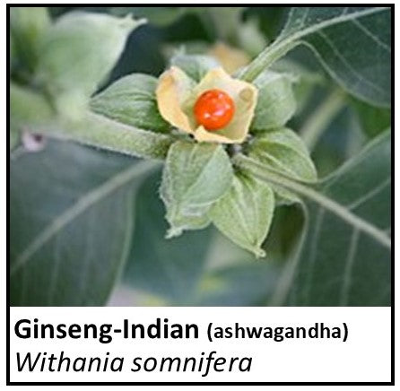 Organic Farmacopia: Ginseng-Indian (ashwagandha)