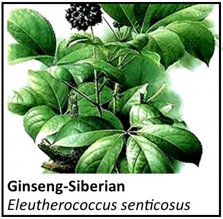 Organic Farmacopia: Ginseng-Siberian (eleutherococcus)