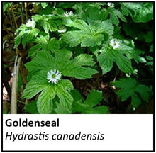 Load image into Gallery viewer, Organic Farmacopia: Goldenseal
