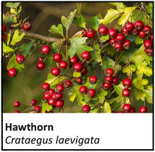 Load image into Gallery viewer, Organic Farmacopia: Hawthorn leaf and berry
