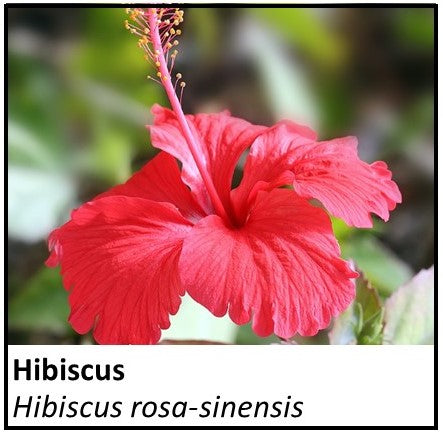 Organic Farmacopia: Hibiscus flower