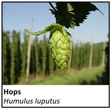 Organic Farmacopia: Hops