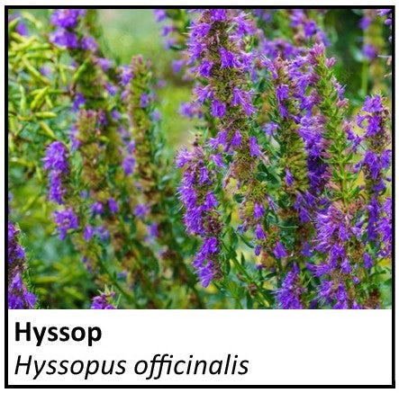 Organic Farmacopia: Hyssop