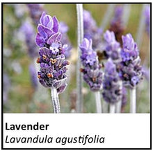 Load image into Gallery viewer, Organic Farmacopia: lavender
