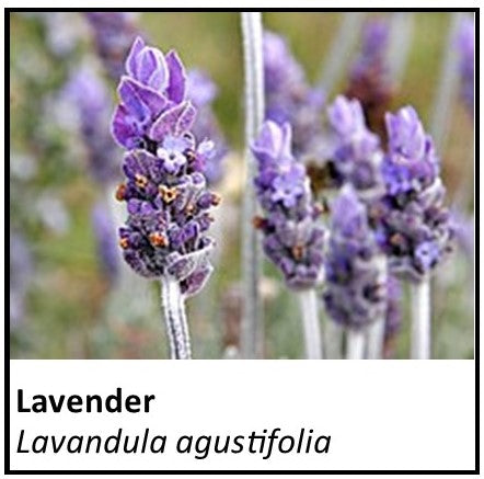 Organic Farmacopia: lavender
