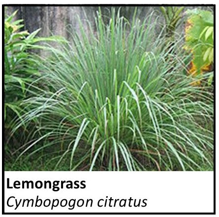 Organic Farmacopia: Lemongrass