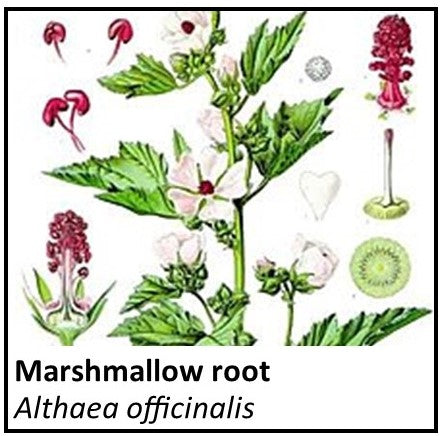Organic Farmacopia: Marshmallow root
