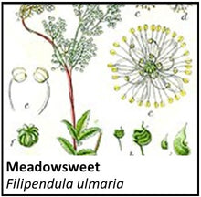 Load image into Gallery viewer, Organic Farmacopia: Meadowsweet
